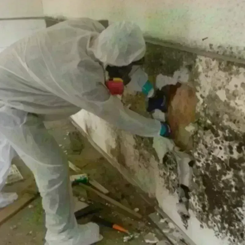 Mold Remediation and Removal in Diamond Bar, CA